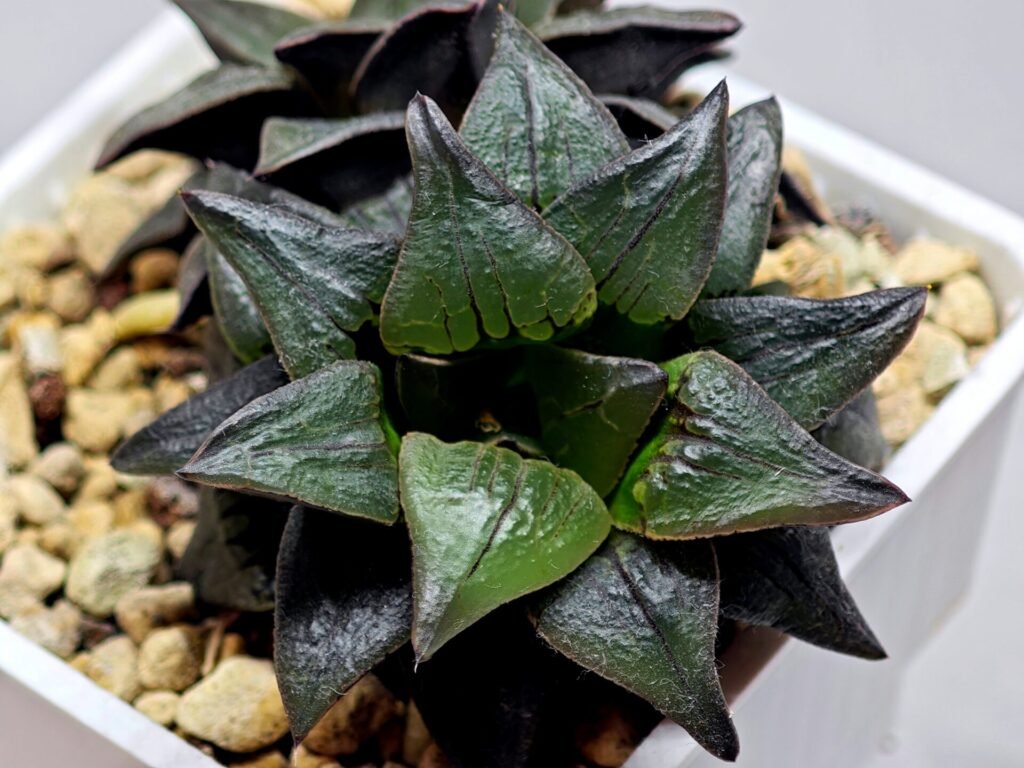 Haworthia Atrofusca HF-31 [ISI・アトロフスカ錦] - 8