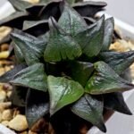 Haworthia Atrofusca HF-31 [ISI・アトロフスカ錦] - 8
