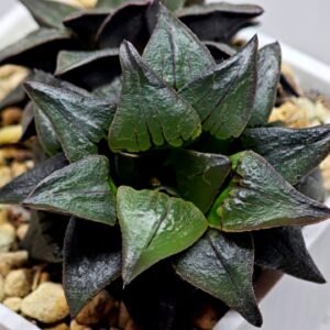 Haworthia Atrofusca HF-31 [ISI・アトロフスカ錦] - 8