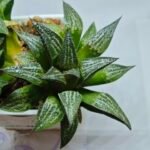 Haworthia ‘Yukigeshiki’ (Snowscape) [雪景色] - 4