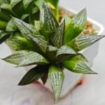 Haworthia ‘Yukigeshiki’ (Snowscape) [雪景色] - 5