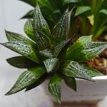 Haworthia ‘Yukigeshiki’ (Snowscape) [雪景色] - 2