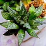 Haworthia ‘Yukigeshiki’ (Snowscape) [雪景色] - 3