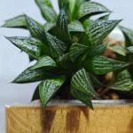 Haworthia ‘Yukigeshiki’ (Snowscape) [雪景色] - 1