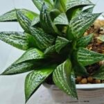 Haworthia ‘Yukigeshiki’ (Snowscape) [雪景色] - 2