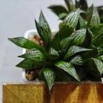 Haworthia ‘Yukigeshiki’ (Snowscape) [雪景色] - 1