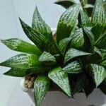 Haworthia ‘Yukigeshiki’ (Snowscape) [雪景色] - 2