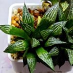 Haworthia ‘Yukigeshiki’ (Snowscape) [雪景色] - 3