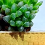 Haworthia Obtusa ‘Blue Lens’ Slightly Variegated [蓝樓锦] - 1
