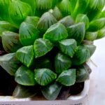 Haworthia Obtusa ‘Blue Lens’ Slightly Variegated [蓝樓锦] - 2