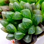 Haworthia Obtusa ‘Blue Lens’ Slightly Variegated [蓝樓锦] - 3