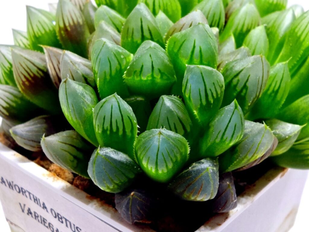 Haworthia Obtusa ‘Blue Lens’ Slightly Variegated [蓝樓锦] - 4