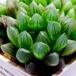 Haworthia Obtusa ‘Blue Lens’ Slightly Variegated [蓝樓锦] - 4