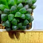 Haworthia Obtusa ‘Blue Lens’ Slightly Variegated [蓝樓锦] - 1
