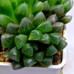 Haworthia Obtusa ‘Blue Lens’ Slightly Variegated [蓝樓锦] - 2