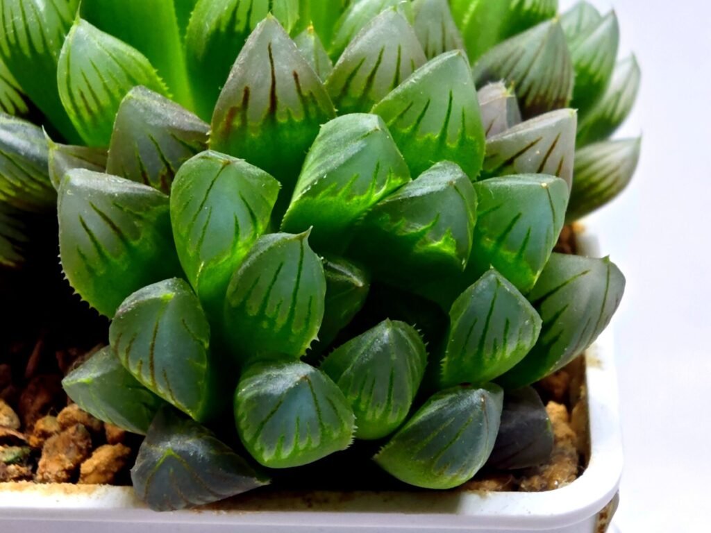 Haworthia Obtusa ‘Blue Lens’ Slightly Variegated [蓝樓锦] - 3