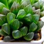Haworthia Obtusa ‘Blue Lens’ Slightly Variegated [蓝樓锦] - 3