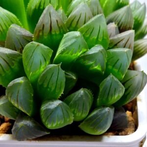 Haworthia Obtusa ‘Blue Lens’ Slightly Variegated [蓝樓锦] - 3