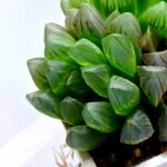 Haworthia Obtusa ‘Blue Lens’ Slightly Variegated [蓝樓锦] - 4