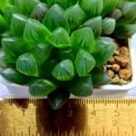 Haworthia Obtusa ‘Blue Lens’ Slightly Variegated [蓝樓锦] - 2