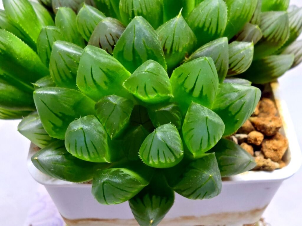 Haworthia Obtusa ‘Blue Lens’ Slightly Variegated [蓝樓锦] - 3