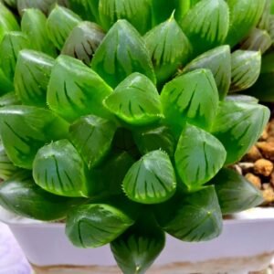 Haworthia Obtusa ‘Blue Lens’ Slightly Variegated [蓝樓锦] - 3
