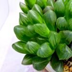 Haworthia Obtusa ‘Blue Lens’ Slightly Variegated [蓝樓锦] - 4