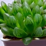 Haworthia Obtusa ‘Blue Lens’ Slightly Variegated [蓝樓锦] - 5