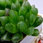 Haworthia Obtusa ‘Blue Lens’ Slightly Variegated [蓝樓锦] - 1