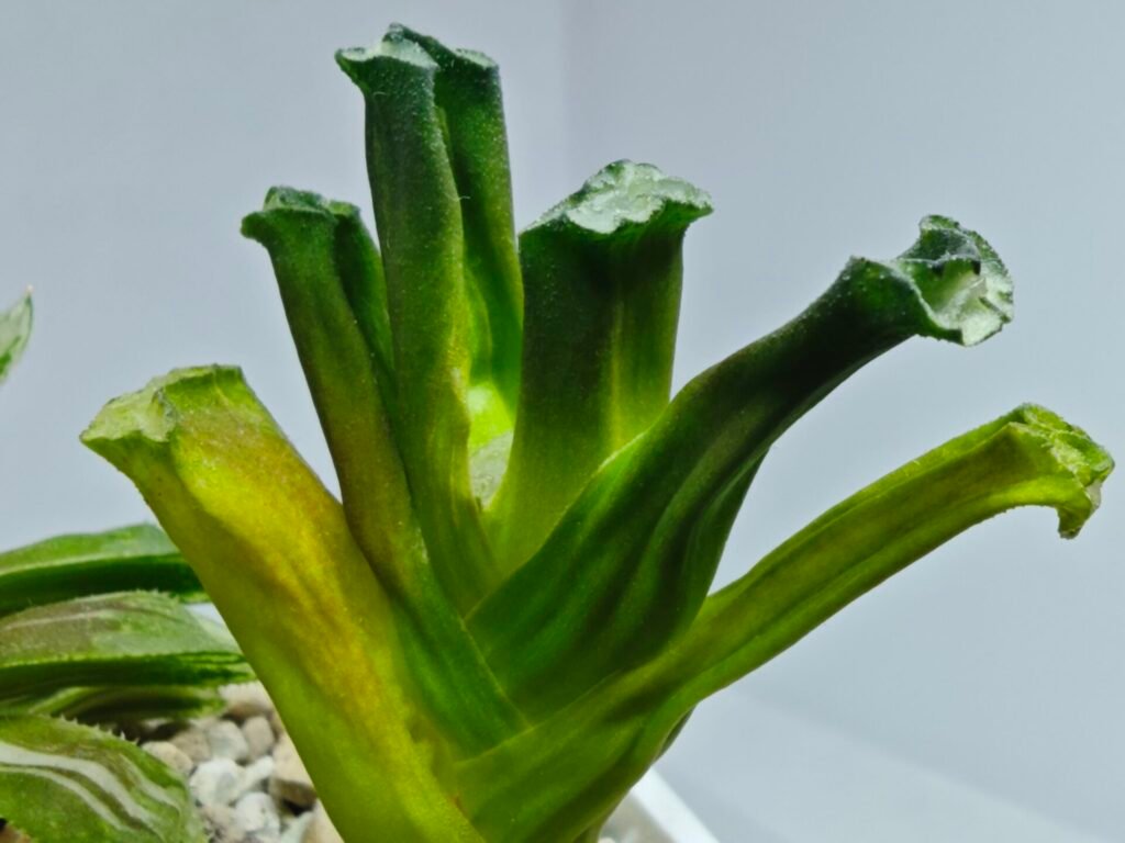 Haworthia Truncata Hokusai (北斋) Variegated 3 - 2