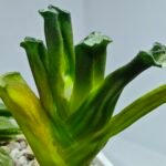 Haworthia Truncata Hokusai (北斋) Variegated 3 - 2
