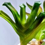 Haworthia Truncata Hokusai (北斋) Variegated 3 - 1