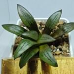 Haworthia Springbokvlakensis ‘Makai (마계 [魔界])’ x ‘Mirai’ seedling - 1
