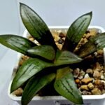 Haworthia Springbokvlakensis ‘Makai (마계 [魔界])’ x ‘Mirai’ seedling - 2