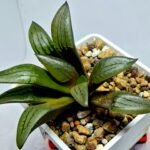 Haworthia Springbokvlakensis ‘Makai (마계 [魔界])’ x ‘Mirai’ seedling - 3