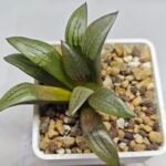 Haworthia Springbokvlakensis ‘Makai (마계 [魔界])’ x ‘Mirai’ seedling - 4
