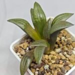 Haworthia Springbokvlakensis ‘Makai (마계 [魔界])’ x ‘Mirai’ seedling - 5