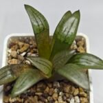 Haworthia Springbokvlakensis ‘Makai (마계 [魔界])’ x ‘Mirai’ seedling - 6