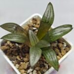 Haworthia Springbokvlakensis ‘Makai (마계 [魔界])’ x ‘Mirai’ seedling - 7