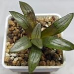 Haworthia Springbokvlakensis ‘Makai (마계 [魔界])’ x ‘Mirai’ seedling - 8