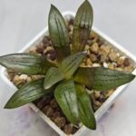 Haworthia Springbokvlakensis ‘Makai (마계 [魔界])’ x ‘Mirai’ seedling - 9