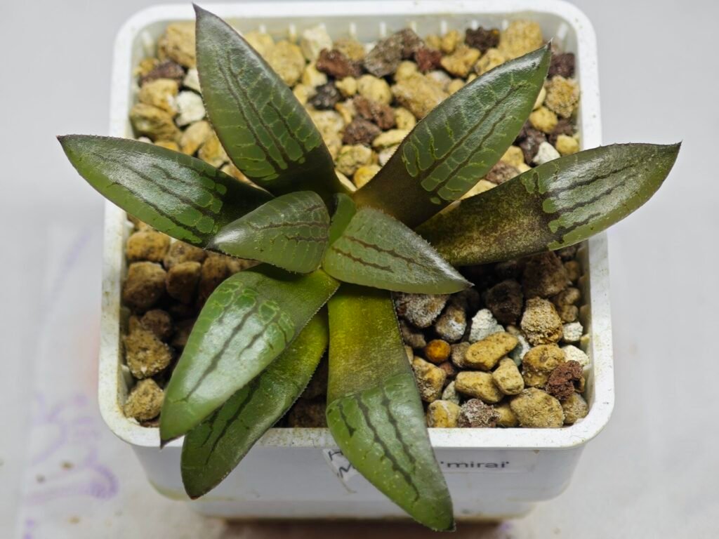 Haworthia Springbokvlakensis ‘Makai (마계 [魔界])’ x ‘Mirai’ seedling - 10