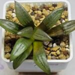 Haworthia Springbokvlakensis ‘Makai (마계 [魔界])’ x ‘Mirai’ seedling - 10