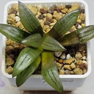 Haworthia Springbokvlakensis ‘Makai (마계 [魔界])’ x ‘Mirai’ seedling - 10