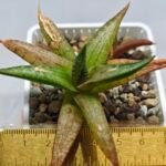 Haworthia Tesselata - 1
