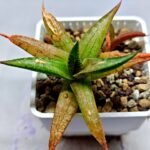 Haworthia Tesselata - 2