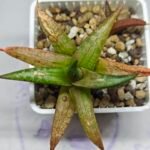 Haworthia Tesselata - 3