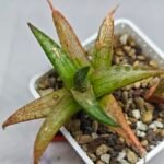 Haworthia Tesselata - 4