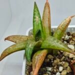 Haworthia Tesselata - 5