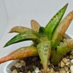 Haworthia Tesselata - 6